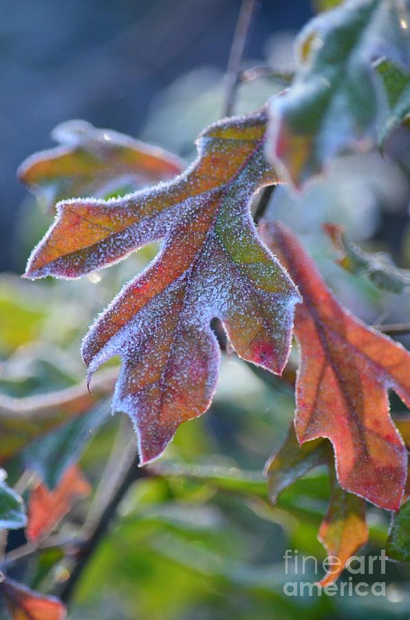 Frosted Colors Photograph by Maria Urso