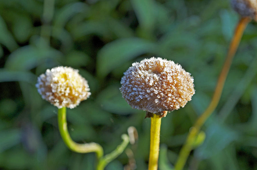 Nature Photograph - Frosted Dandelion by Cathy Mahnke