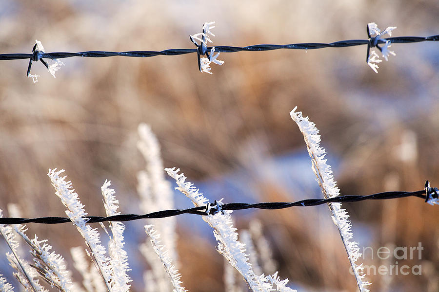 Frosted Fence Line Photograph by Jim Garrison
