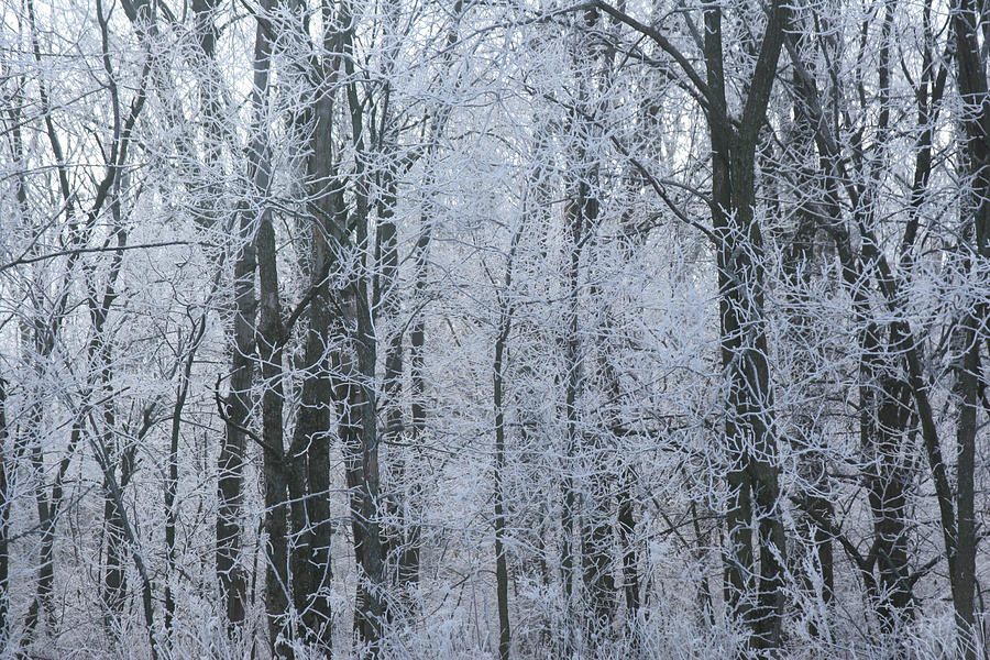 Frosted Flora Photograph by Jesse Chitwood - Fine Art America