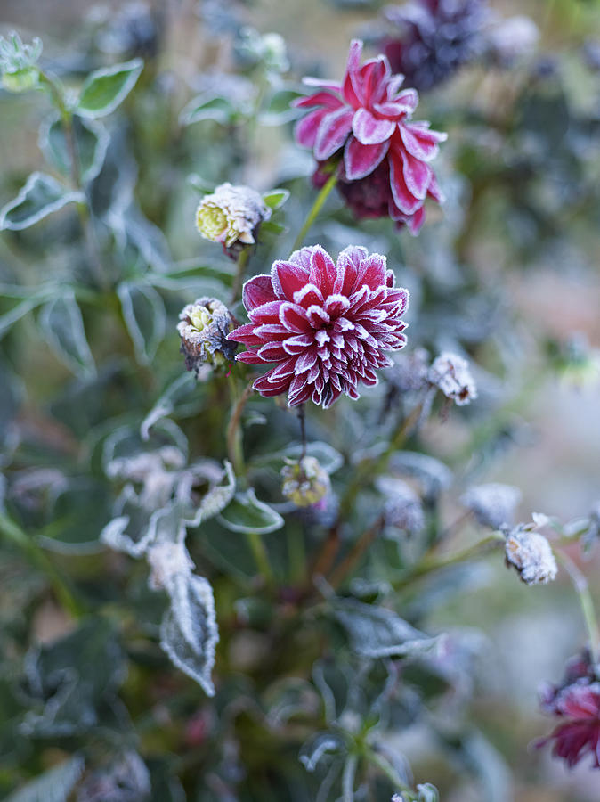 Frosted Flowers Photograph by Johner Images