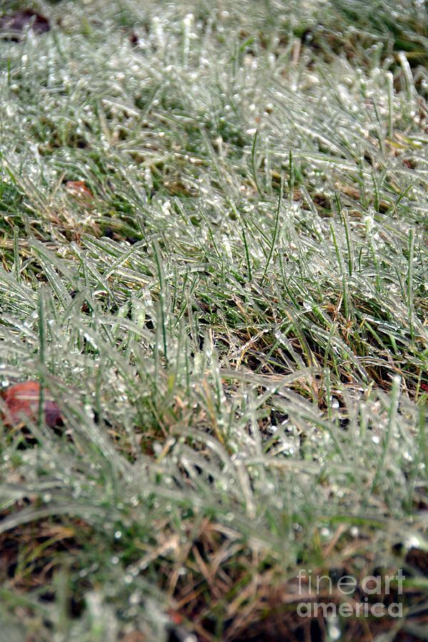 Nature Photograph - Frosted Grass by Bonnie Myszka