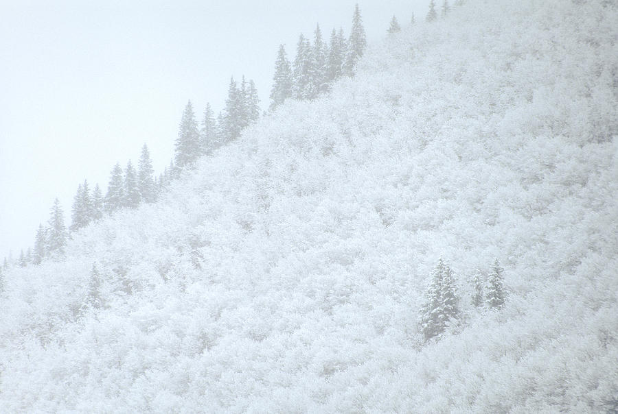 Frosted Hillslope Photograph by Mark Dornblaser - Pixels