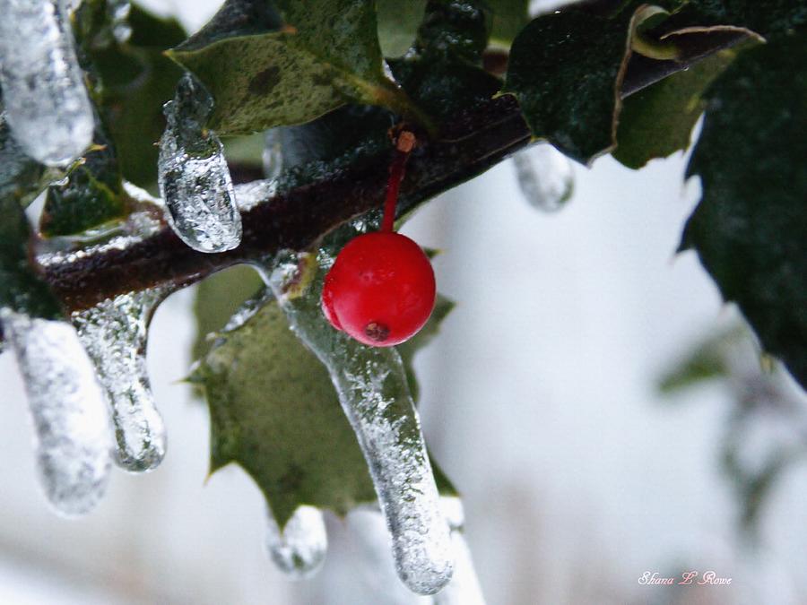 Frosted Holly Photograph by Shana Rowe Jackson