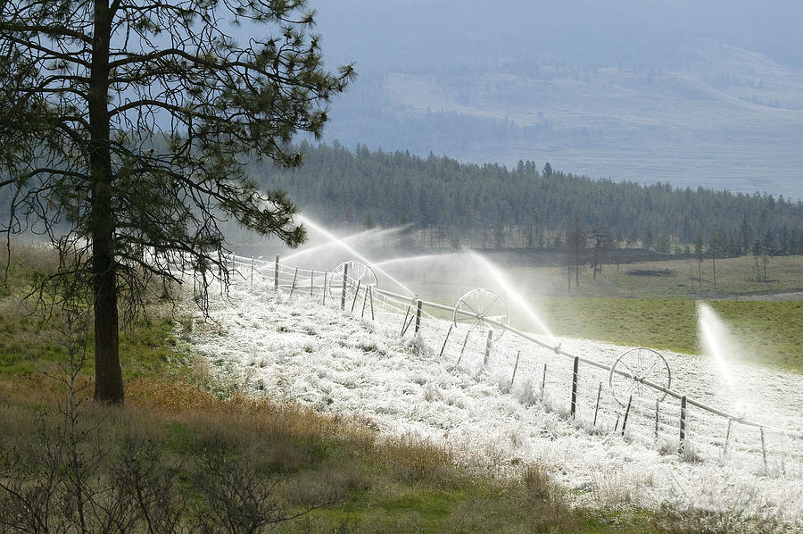 Frosted Irrigation Photograph by Laura Tucker