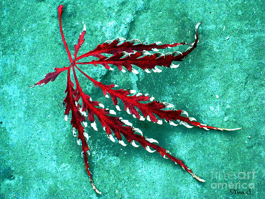 Frosted Japanese Maple Photograph by Nina Silver
