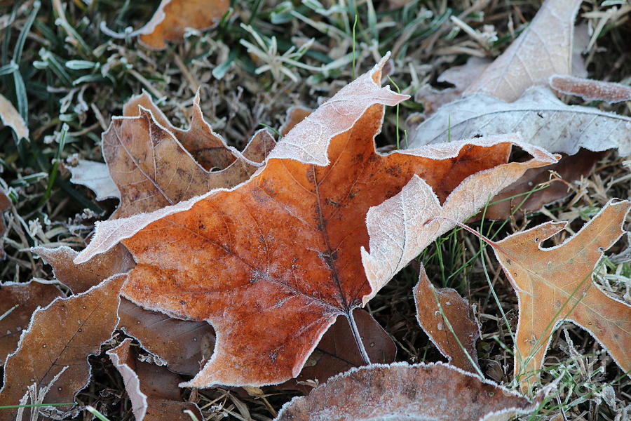 Frosted Leafs Photograph by Jamie Smith