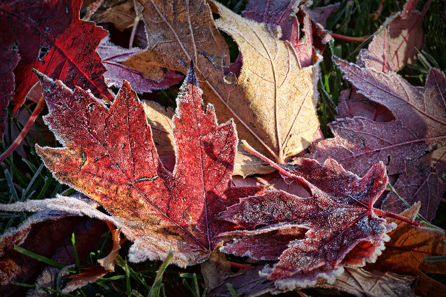 Frosted Leaves #2 Photograph by Nikolyn McDonald