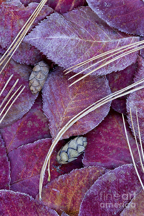 Frosted Leaves Photograph by Alan L Graham