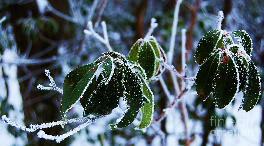 Frosted Leaves Photograph by Marcus Dagan