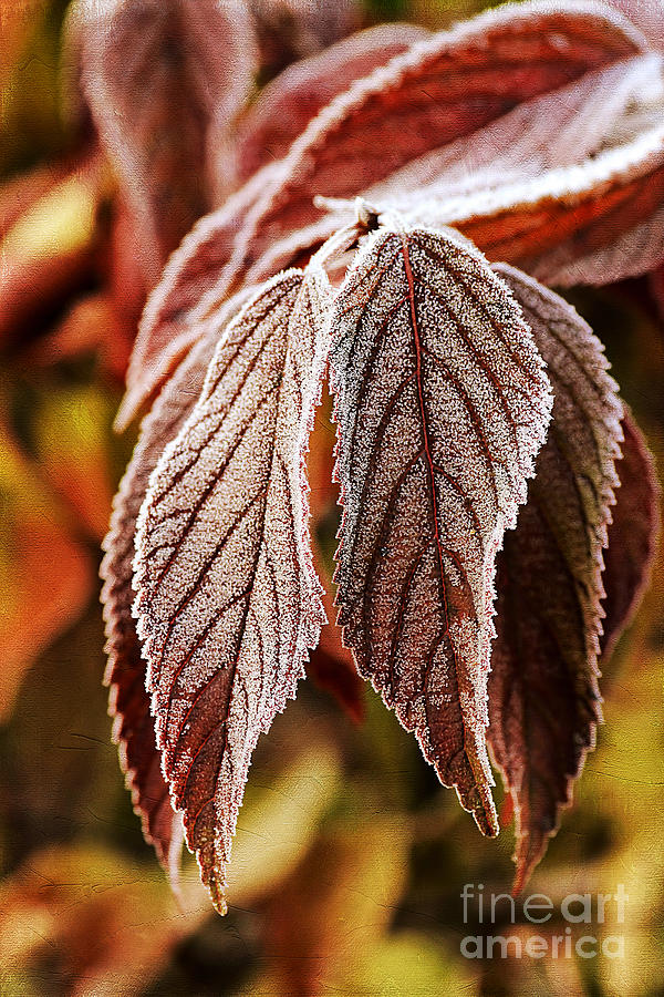 Nature Photograph - Frosted Leaves by Darren Fisher