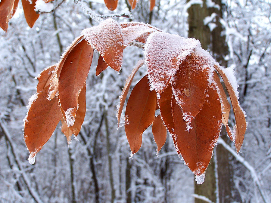 Frosted Leaves Photograph by Forest Floor Photography