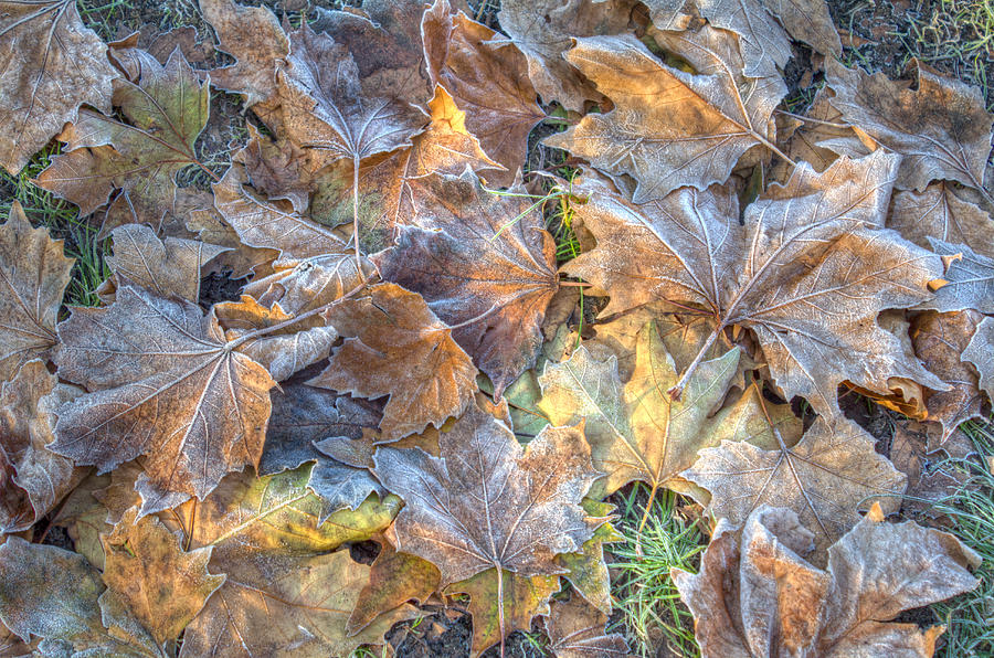 Frosted Leaves Photograph by Leah Palmer