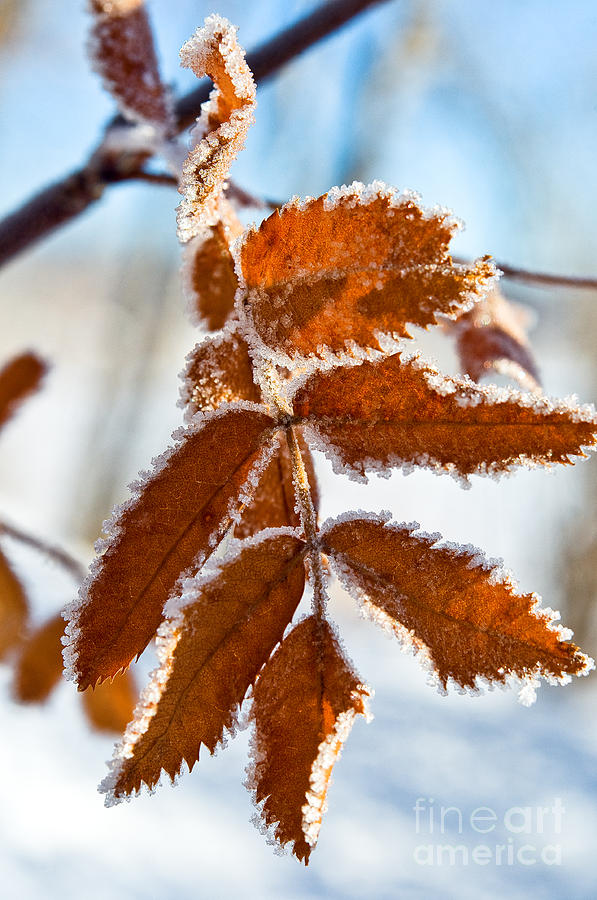 Frosted Leaves Photograph by Terry Elniski