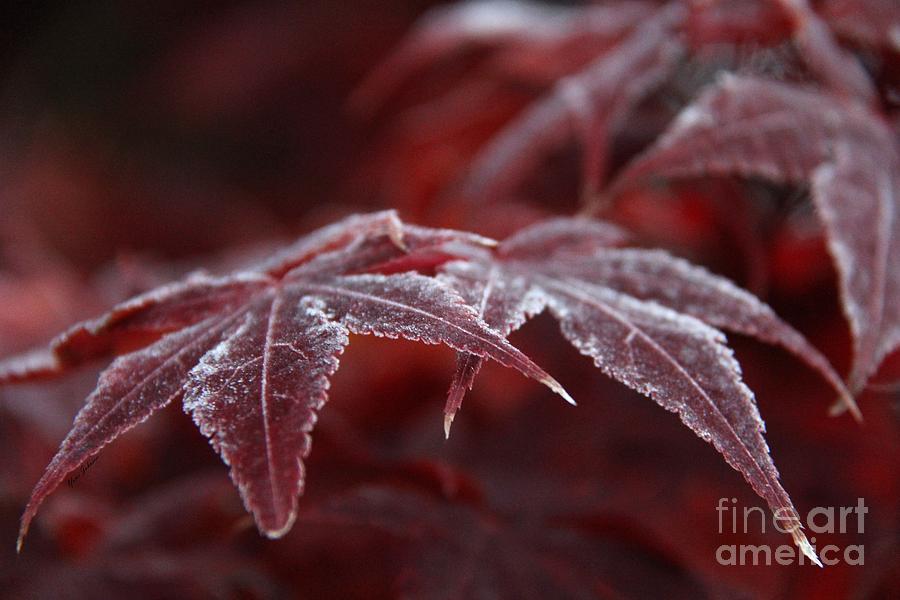 Frosted Leaves Photograph by Yumi Johnson