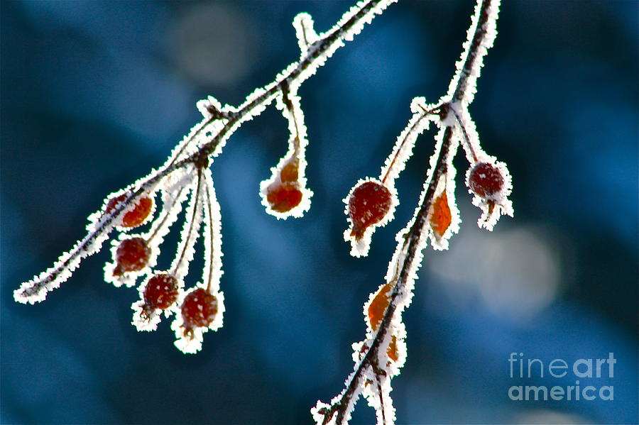 Frosted Berries Photograph by Linda Bianic