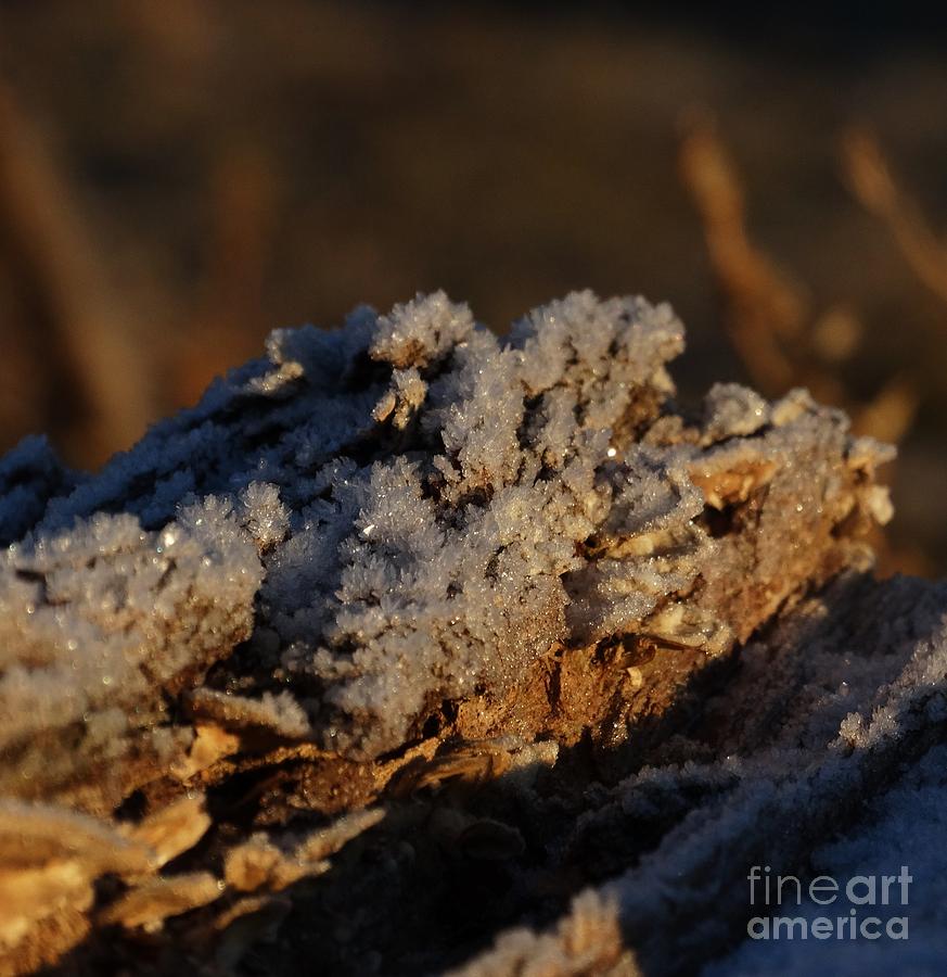 Frosted Log Photograph by J L Zarek