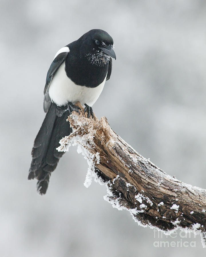 Winter Photograph - Frosted Magpie by Tim Grams
