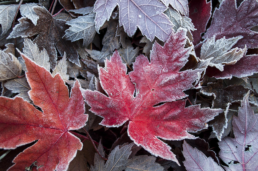 Frosted Maple Leaves Photograph by Aaron Spong