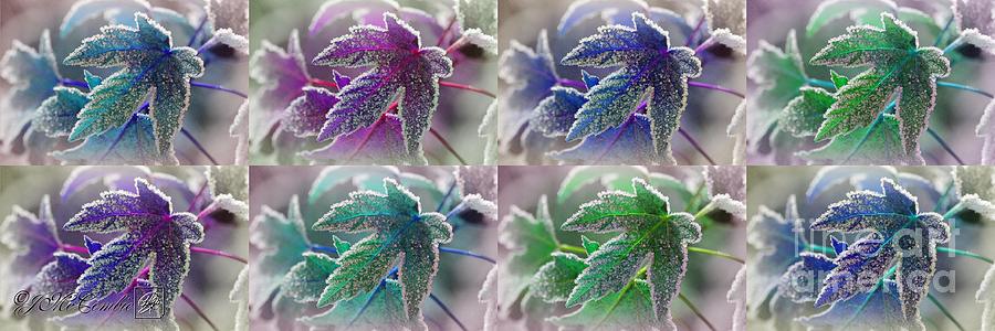 Frosted Maple Leaves in Cool Shades Painting by J McCombie