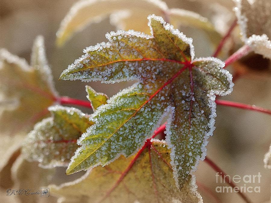 Frosted Maple Leaves Painting by J McCombie