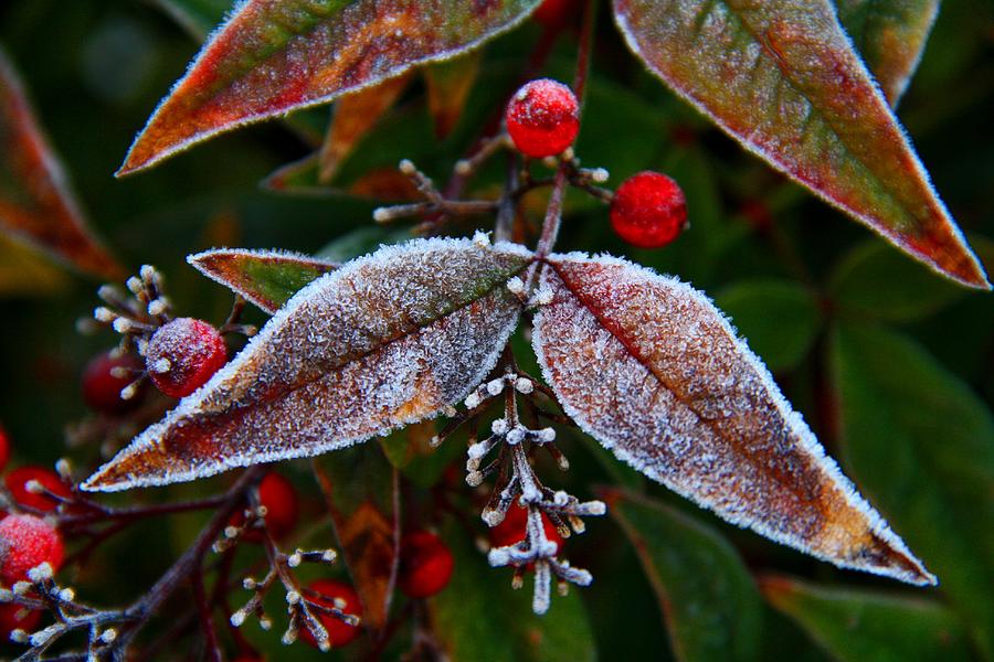 Winter Photograph - Frosted Nandina Leaves by Kathryn Meyer