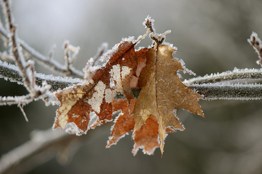 Nature Photograph - Frosted Oak by David Pickett