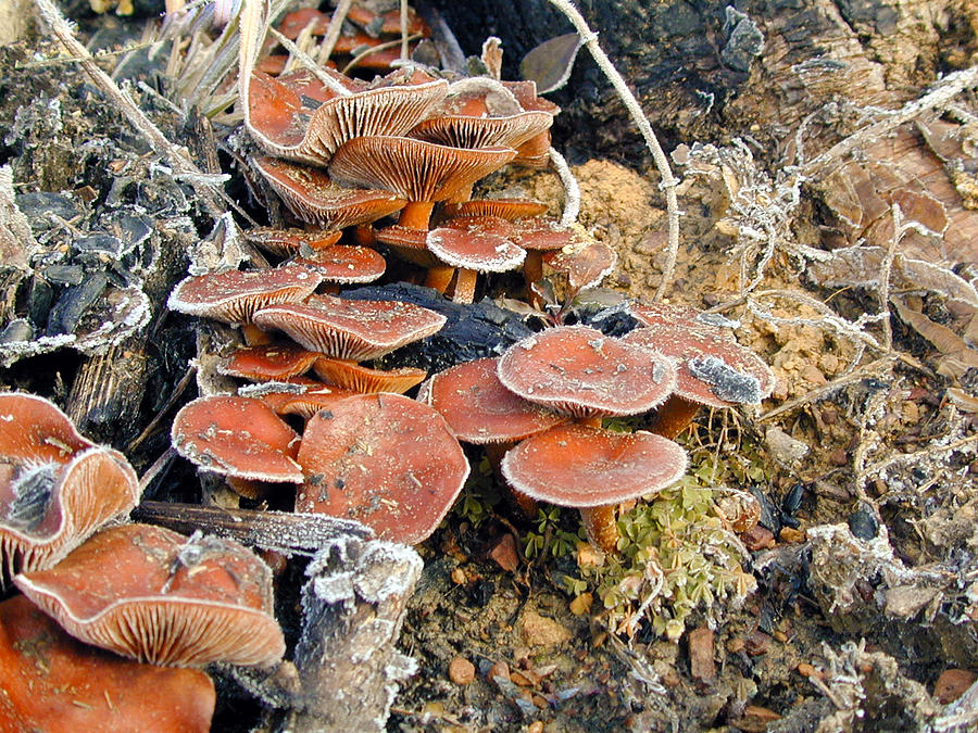 Frosted Photograph - Frosted Orange Toadstools by Douglas Barnett
