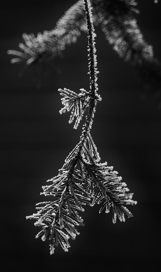 Pine Photograph - Frosted Pine Branch by Daniel Thompson