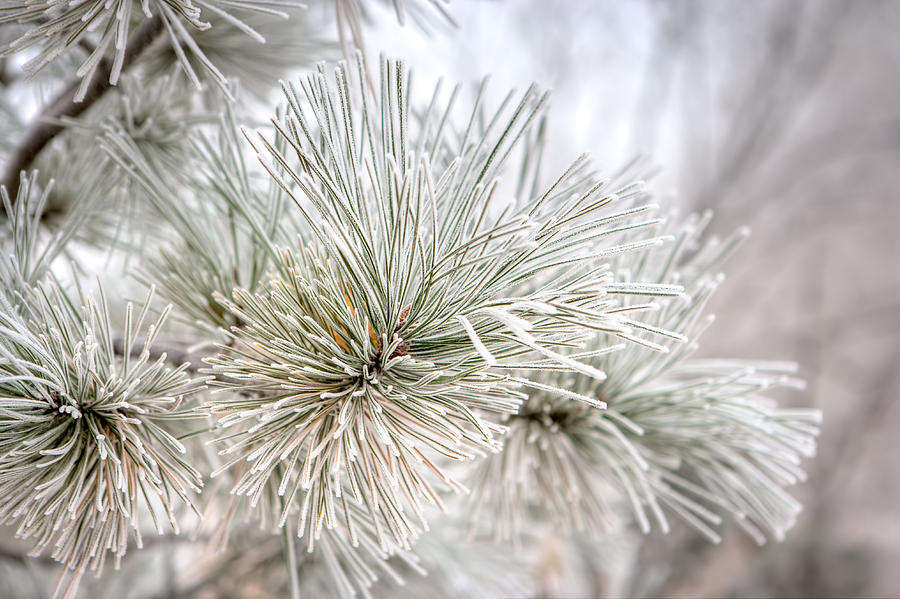 Frosted Pine Needles Photograph