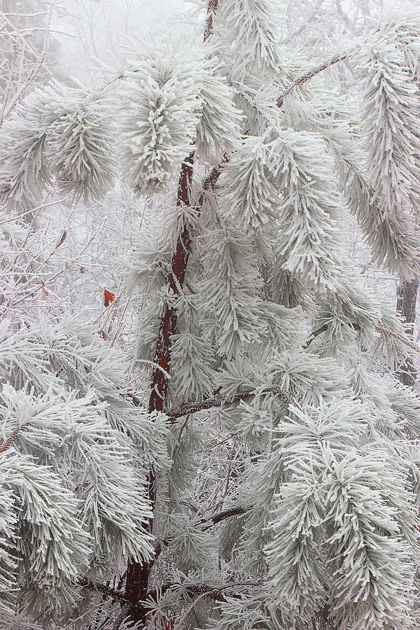 Frosted Pines Photograph by Michael Eingle