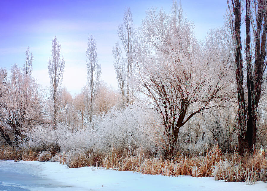 Winter Photograph - Frosted Pond by Jess Williams