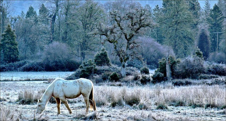 Frosted Pony Photograph by Julia Hassett