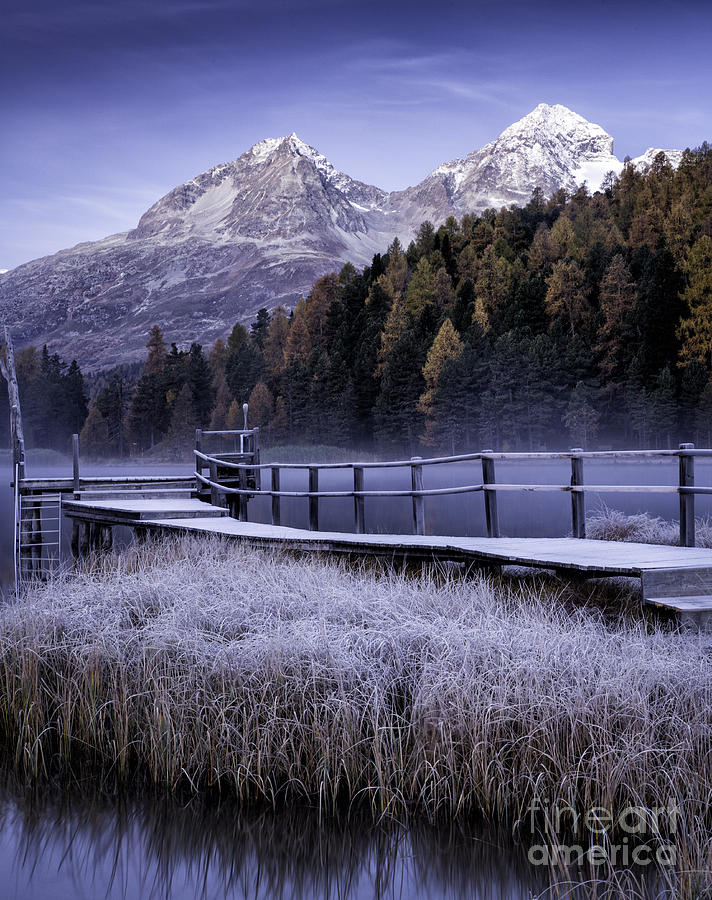 Pier Photograph - Frosted Reeds by Timothy Hacker