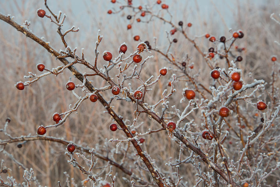 Frosted Rosehips Photograph by Janis Knight