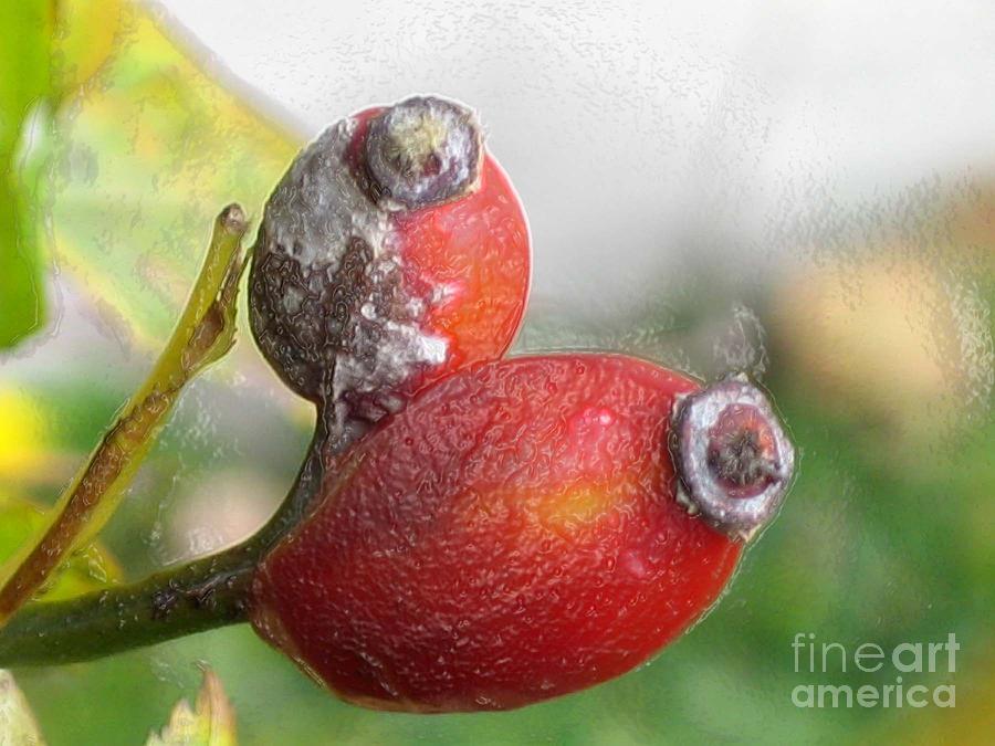 Frosted Rosehips Photograph by Nina Silver