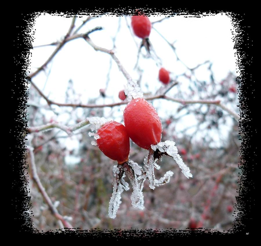 Frosted Rosehips Photograph by Will Borden