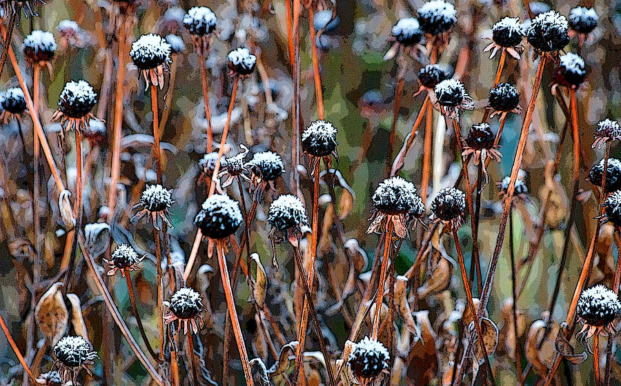 Frosted seed heads Photograph by Rob Huntley