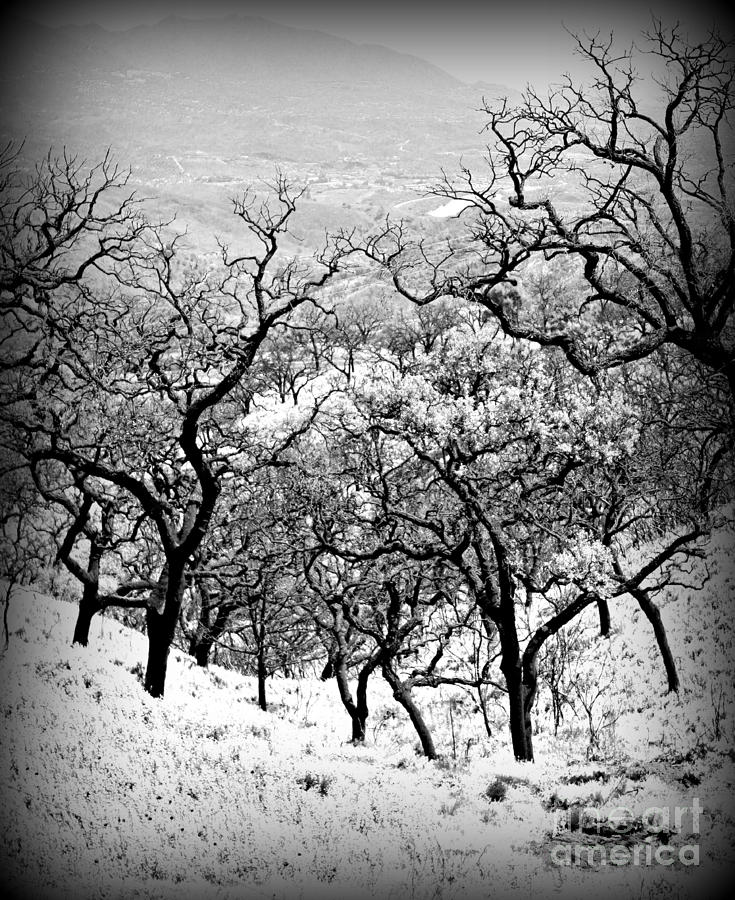 Tree Photograph - Frosted Spain by Clare Bevan