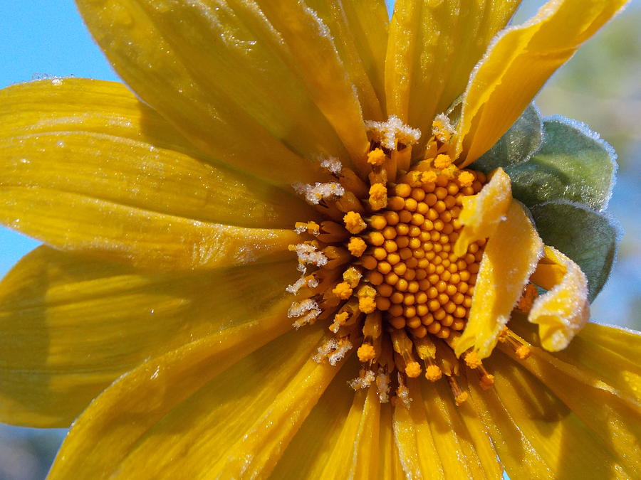 Frosted Sunflower 1 Photograph by Sheri McLeroy