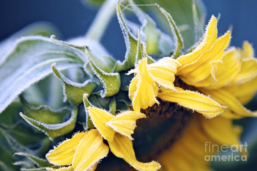 Sunflower Photograph - Frost Tipped Sunflower by Alanna DPhoto
