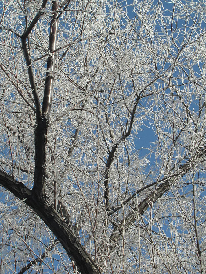 Frosted Tree 03 Photograph