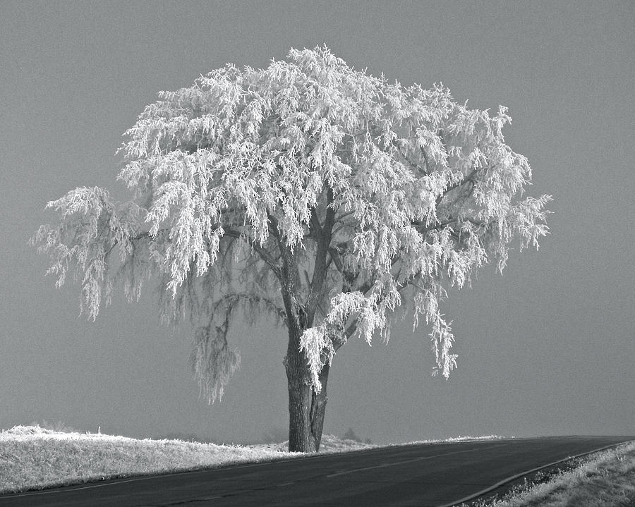 Tree Photograph - Frosted Tree BW by Penny Meyers