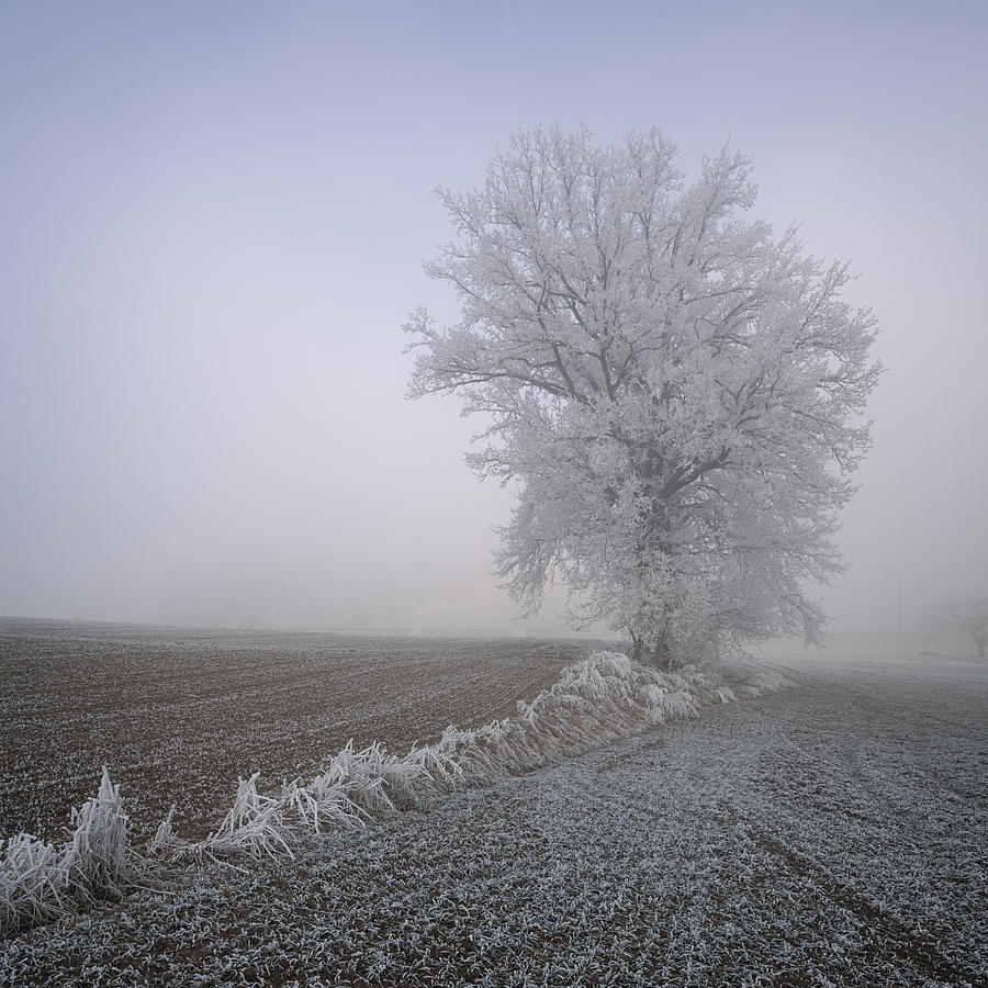 Frosted Tree Photograph by Dominique Dubied