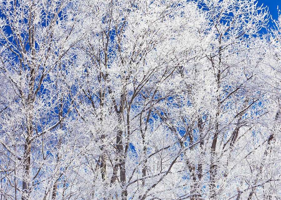 Frosted Trees Photograph by Alan L Graham