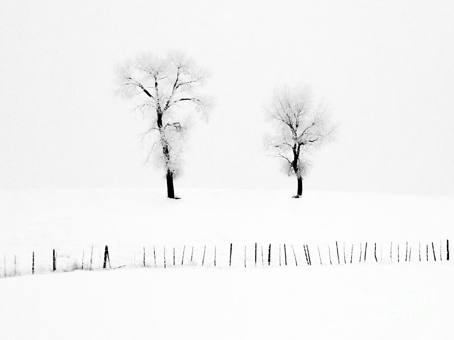 Frosted Trees by Karla Weber Frosted Trees by Karla Weber