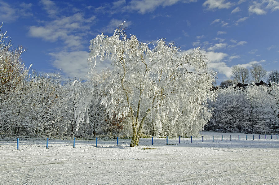 Frosted Trees - Newton Road Park Photograph by Rod Johnson