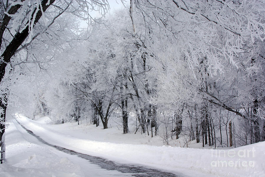 Frosted Trees Path Photograph by Tina Hailey