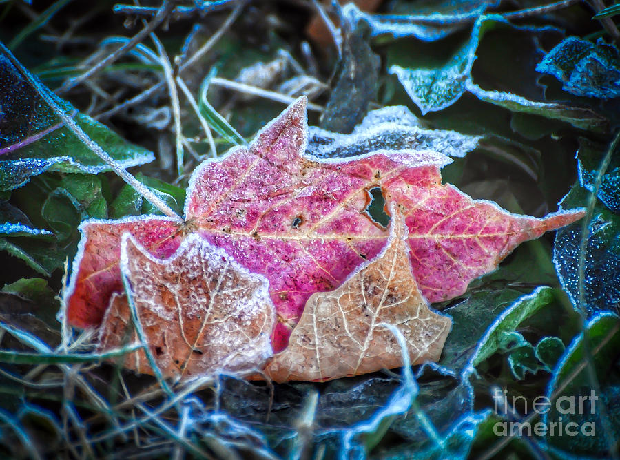 Frosted Trio Photograph by Kerri Farley