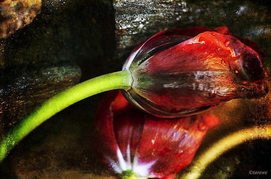 Frosted Tulips Photograph